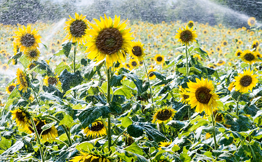 Water the sunflower field