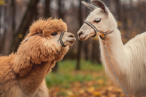 Alpaca and llama kiss. Red and white exotic animal close up. Animal muzzle. Nature.