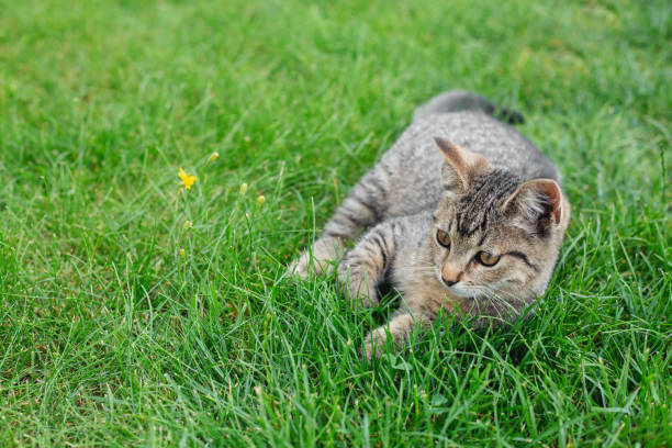 istock Gray kitten lies in green grass 1276412443