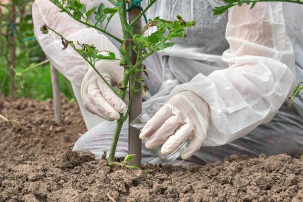 istock GMO scientist in coveralls genetically modifying tomato 1276412641