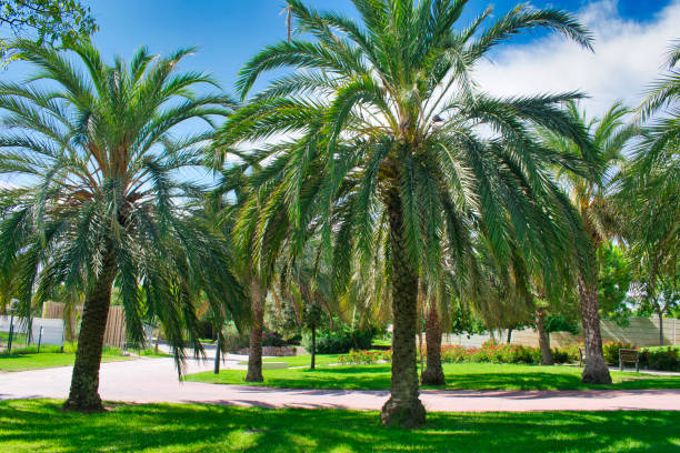 palmen im turia-garten von valencia - arbol stock-fotos und bilder