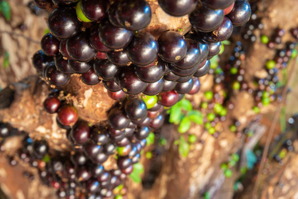 istock Jabuticabeira in early spring loaded with fruits. natural light, selective focus. 1276414397