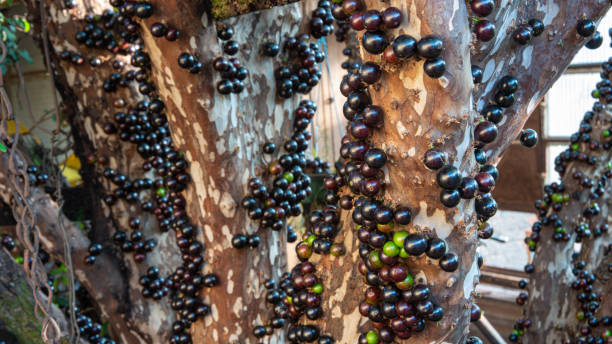 istock Jabuticabeira in early spring loaded with fruits. natural light, selective focus. 1276414409