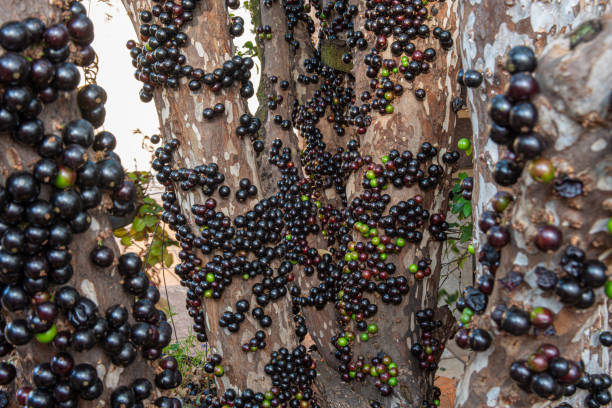 istock Jabuticabeira in early spring loaded with fruits. natural light, selective focus. 1276414427