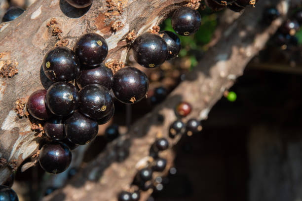 istock Jabuticabeira in early spring loaded with fruits. natural light, selective focus. 1276414436