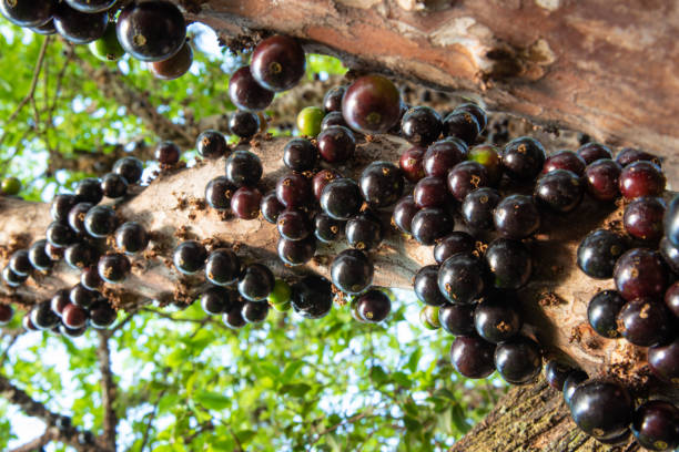 istock Jabuticabeira in early spring loaded with fruits. natural light, selective focus. 1276414443