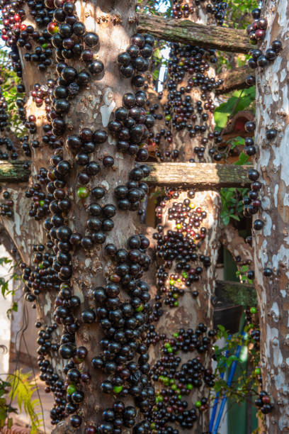 istock Jabuticabeira in early spring loaded with fruits. natural light, selective focus. 1276414450