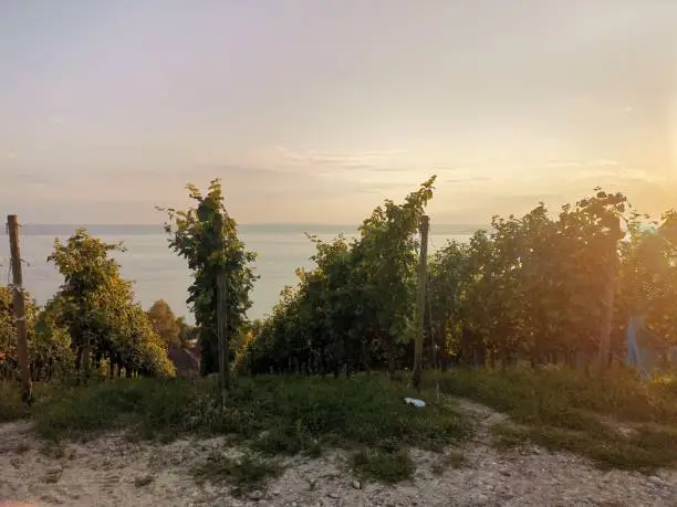 Mobile Shot Vineyards sunset