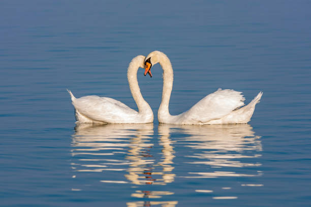 istock Mute Swans displaying courting rituals on the lake 1276414655