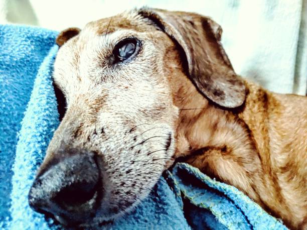 istock Red the Senior Dachshund on blue blanket 1276414845