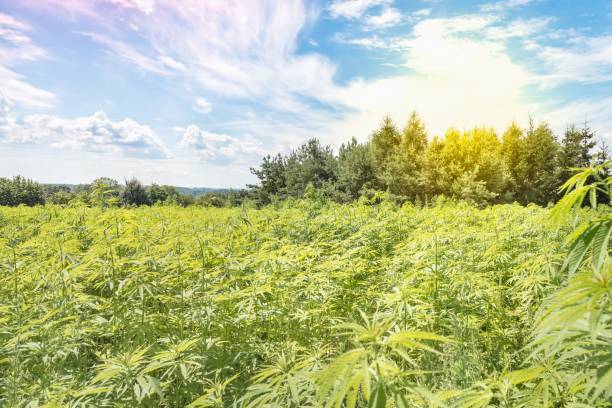 istock Marijuana plants at outdoor 1276415802
