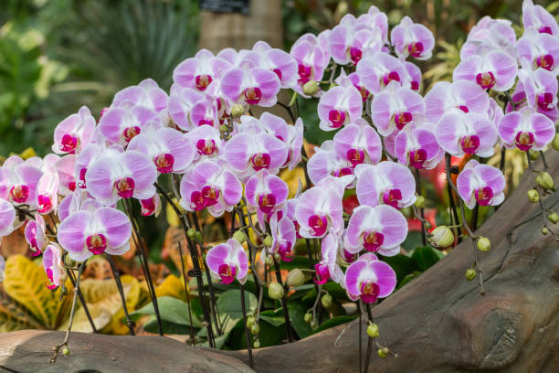 istock Background of white and pink natural orchids 1276415887