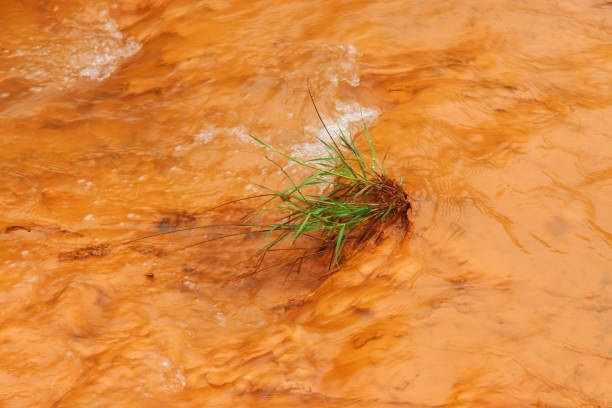 Environmental disaster, tuft of green grass in polluted orange water from the mines
