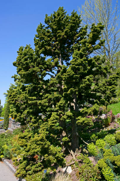 Japanese cedar, Cryptomeria japonica Japanese cedar, Cryptomeria japonica, Bandai Sugi on the flower Island Mainau in Lake Constance, Baden-Wurttemberg, Germany, Europe cryptomeria stock pictures, royalty-free photos & images