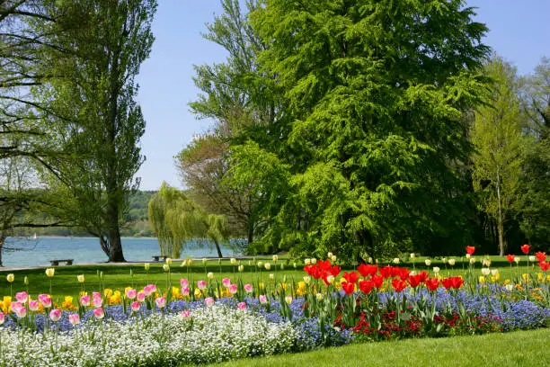beautiful park with spring flowers on the island of flowers Reichenau, Lake Constance, Baden-Wurttemberg, Germany, Europe