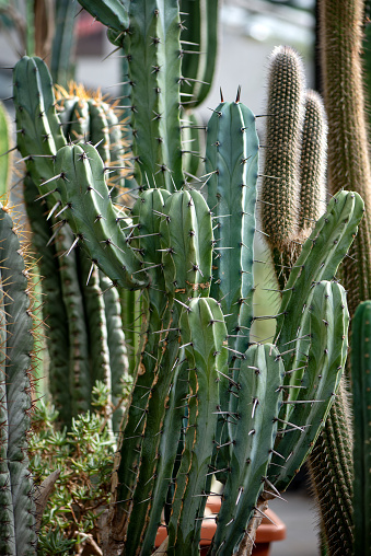 Variety Of Green Prickly Cacti Background.  Home Garden Plants