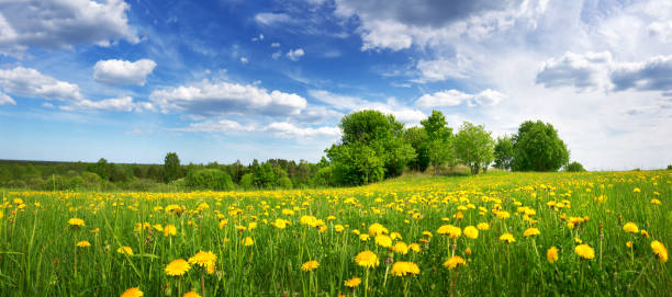 istock Field with dandelions and blue sky 1276417832