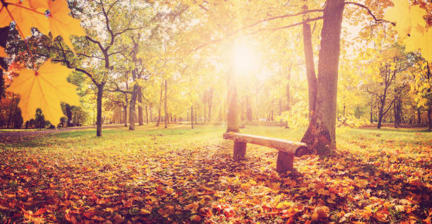 istock Trees in the park in autumn on sunny day 1276417908