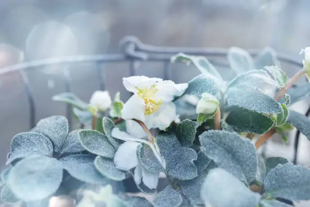 Christmas roses in basket on a frosty winter day  with tender bokeh for festive greetings. Background with short depth of field for a christmas concept. Close-up.