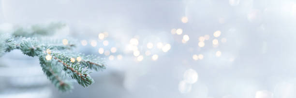 お祝いのボケと冬のモミの枝 - christmas christmas tree snow winter ストックフォトと画像