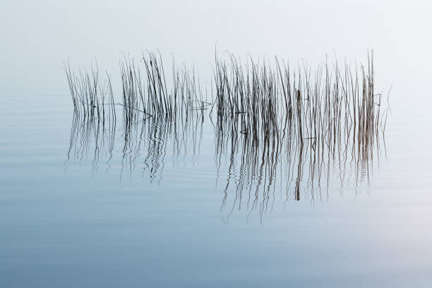 Minimalist photo of a reed growing out of water.
