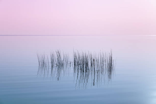 istock Reed growing out of water 1276418393