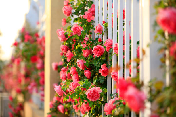 istock In the summer, rose is blooming 1276418591