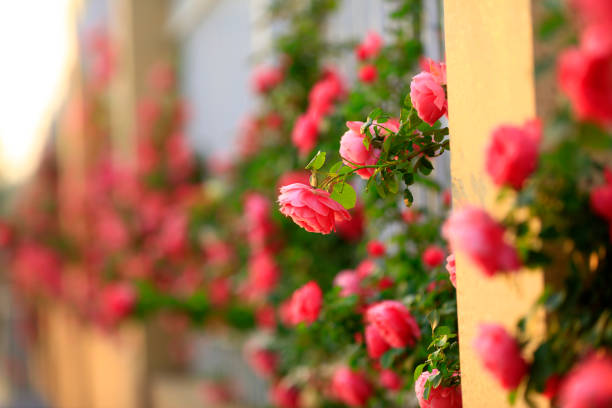 In the summer, rose is blooming, close-up