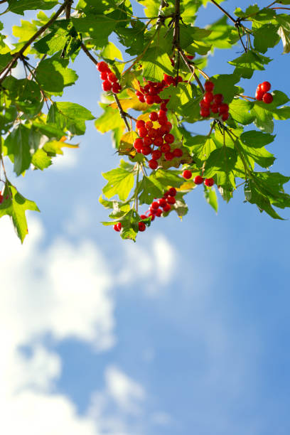 Viburnum berries on a blue background