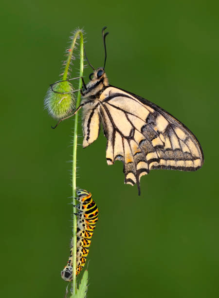 istock Amazing moment , Butterfly and caterpillar. 1276420398