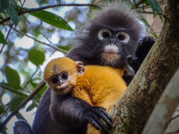 scimmia foglia scuro con un bambino - leaf monkey foto e immagini stock