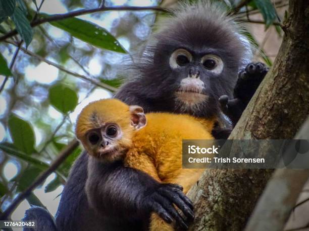 Dusky Leaf Monkey With A Baby Stock Photo - Download Image Now - Langur, Silvery Lutung, Leaf Monkey