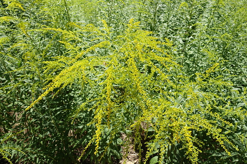 The common yarrow or ordinary yarrow Achillea millefolium is a species of plant in the Achillea millefolium family