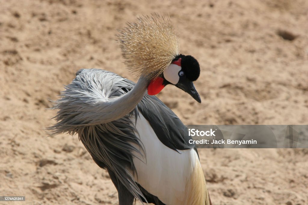 Crowned Crane bird A gray Crowned Crane in the nature Animal Stock Photo