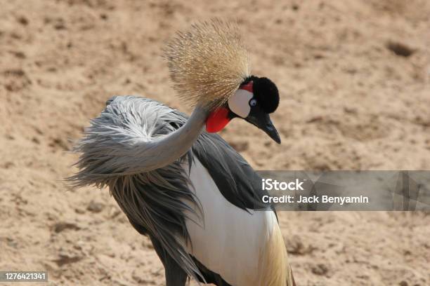 Crowned Crane Bird Stock Photo - Download Image Now - Animal, Animal Wildlife, Beauty