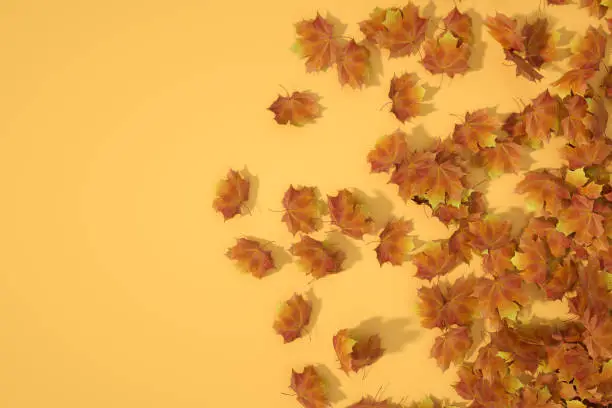 Photo of Autumn leaves background