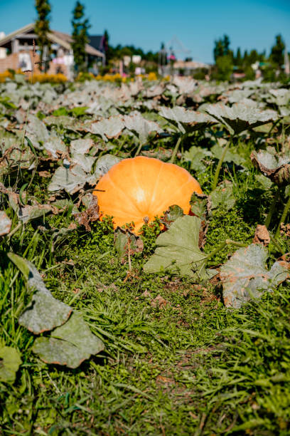istock beautiful autumn garden with pumpkins 1276421903