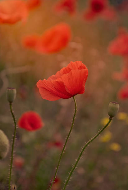 istock Blooming red poppies and sunny summer meadow 1276424269