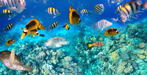 istock Underwater Colorful Tropical Fishes. 1276424674