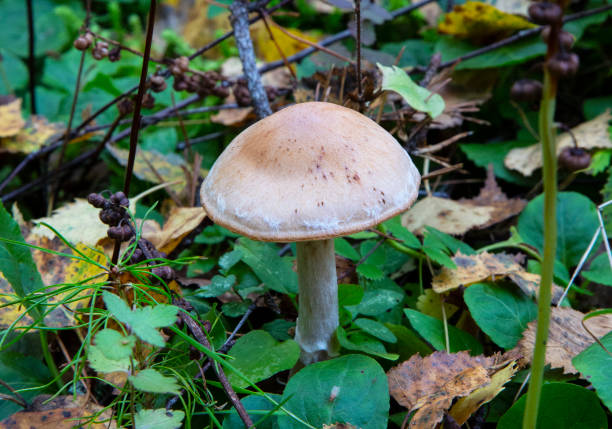 istock Toadstool, close up of a poisonous mushroom in the forest on green moss ground 1276426336