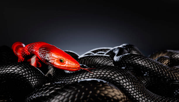 istock Red Striped Snake among Black Snakes 1276426536