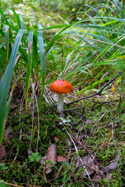 istock red fly agaric bright beautiful in the autumn forest 1276426589