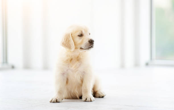 istock Sweet puppy at home 1276426684