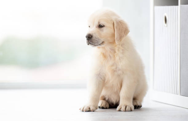 istock Sweet retriever puppy indoors 1276426686
