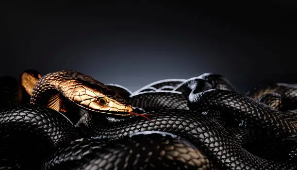 Photo of Bronze or Golden Snake among Black Snakes