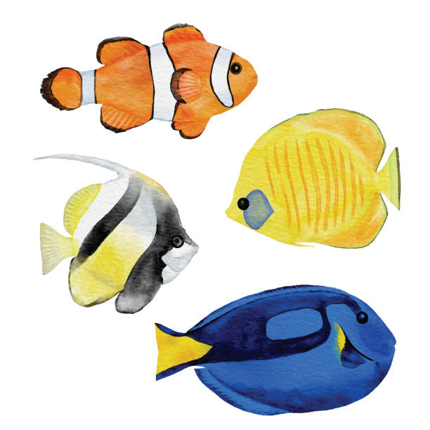ilustraciones, imágenes clip art, dibujos animados e iconos de stock de peces tropicales de acuarela - tropical fish saltwater fish butterflyfish fish