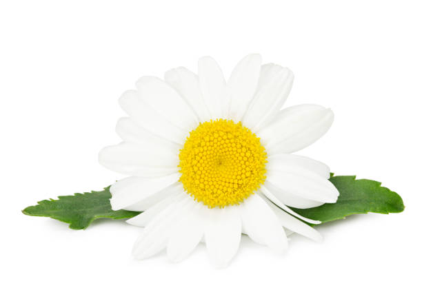 istock white chamomile head isolated on white background. full depth of field 1276428190