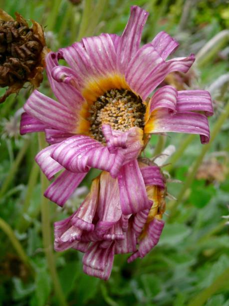 istock Close Up of Flower 1276428419