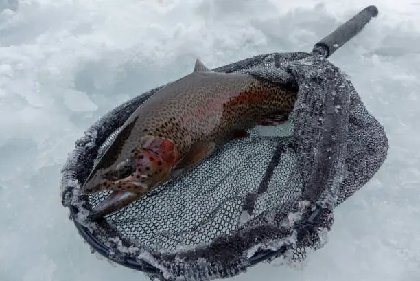 Big Trout Fish caught in a frozen lake. Ice fishing in Hokkaido in the Winter.