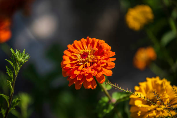 istock Beautiful and colorful flowers 1276429588
